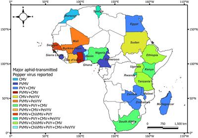 Current knowledge and breeding strategies for management of aphid-transmitted viruses of pepper (Capsicum spp.) in Africa